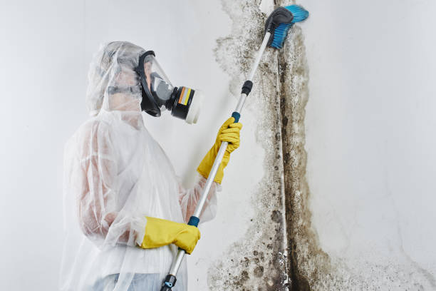 Mold Removal Process in Dewitt, IA