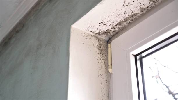 Best Mold Cleaning Services  in Dewitt, IA