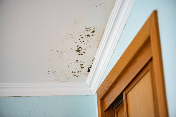 Best Same-Day Mold Removal  in Dewitt, IA