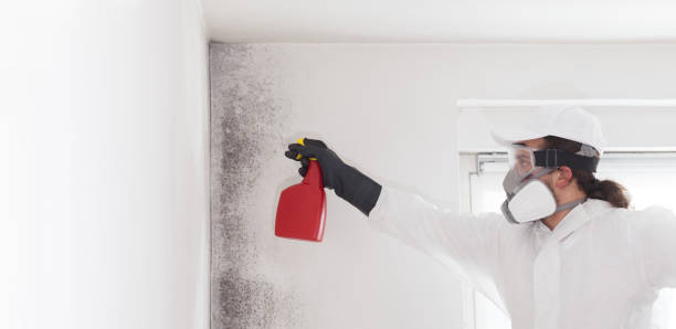 Best Mold Remediation  in Dewitt, IA