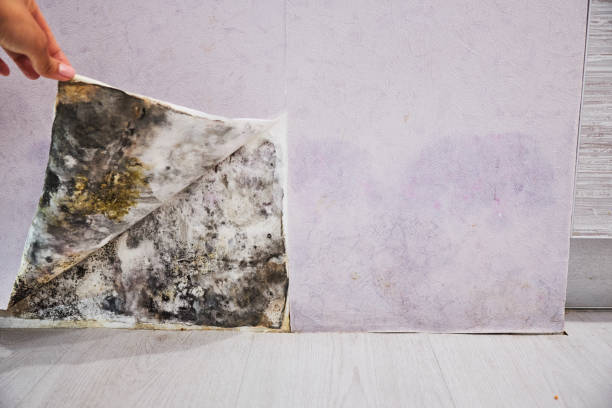 Best Mold Testing  in Dewitt, IA